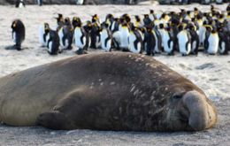 Health experts say that even penguins are vulnerable to the bird-borne virus since they cluster together during the onset of the breeding season