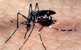 The Aedes Aegypti mosquito has grown immune to some insecticides due to the overuse of these chemicals